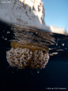 Jellyfish (Cotilorhiza tuberculata). Calanques de Cassis. by Bea & Stef Primatesta 